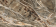 JF12101 коричнево-бежевый полированный 600x1200 фото в интернет-магазине Пиастрелла